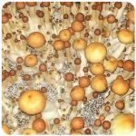 Псилоцибиновые (галлюциногенные)  грибы Psilocybin "Golden Teacher" в Коммунаре